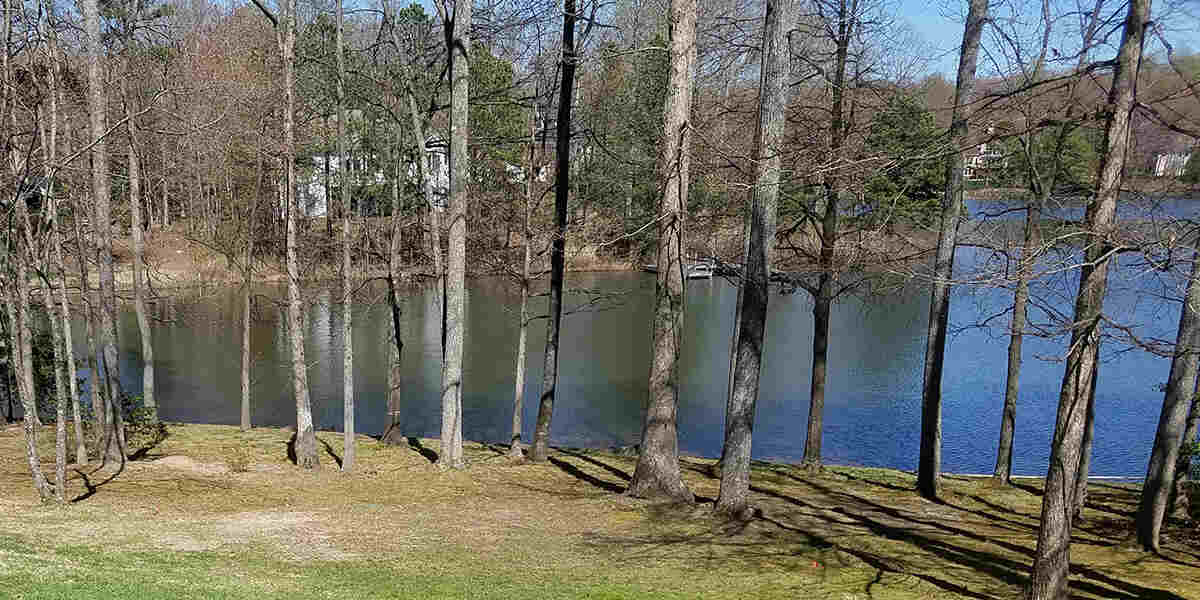 algae on trees