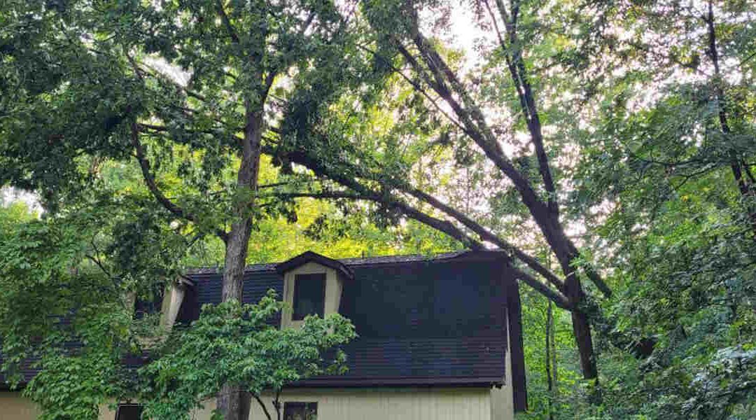 Can a Fallen Tree Stand Back Up in Your Fredericksburg, VA Home?