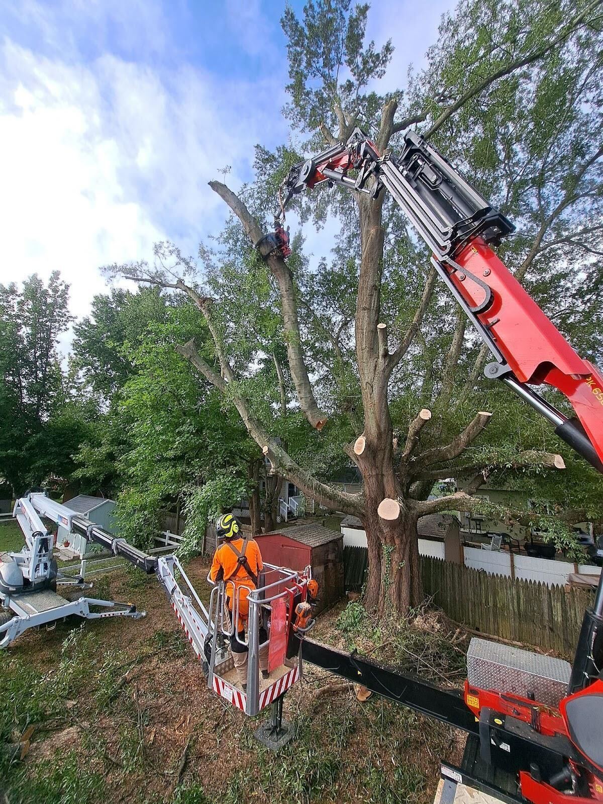 dangerous nature of the tree work