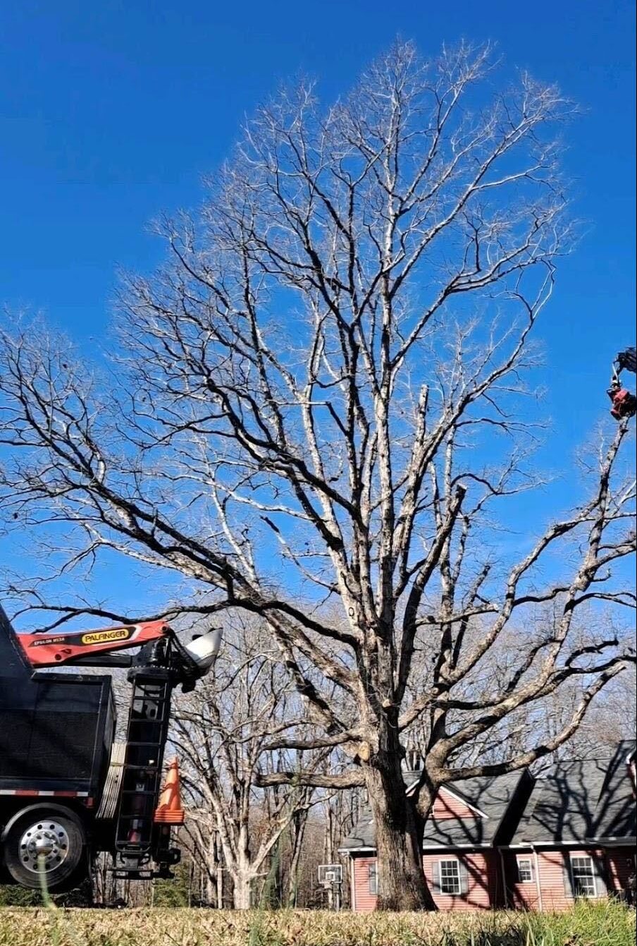 decaying tree