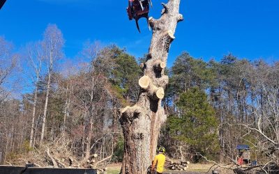 ArborPro in Fredericksburg, VA, Saves Property From Decaying Tree With Efficient Tree Removal Service