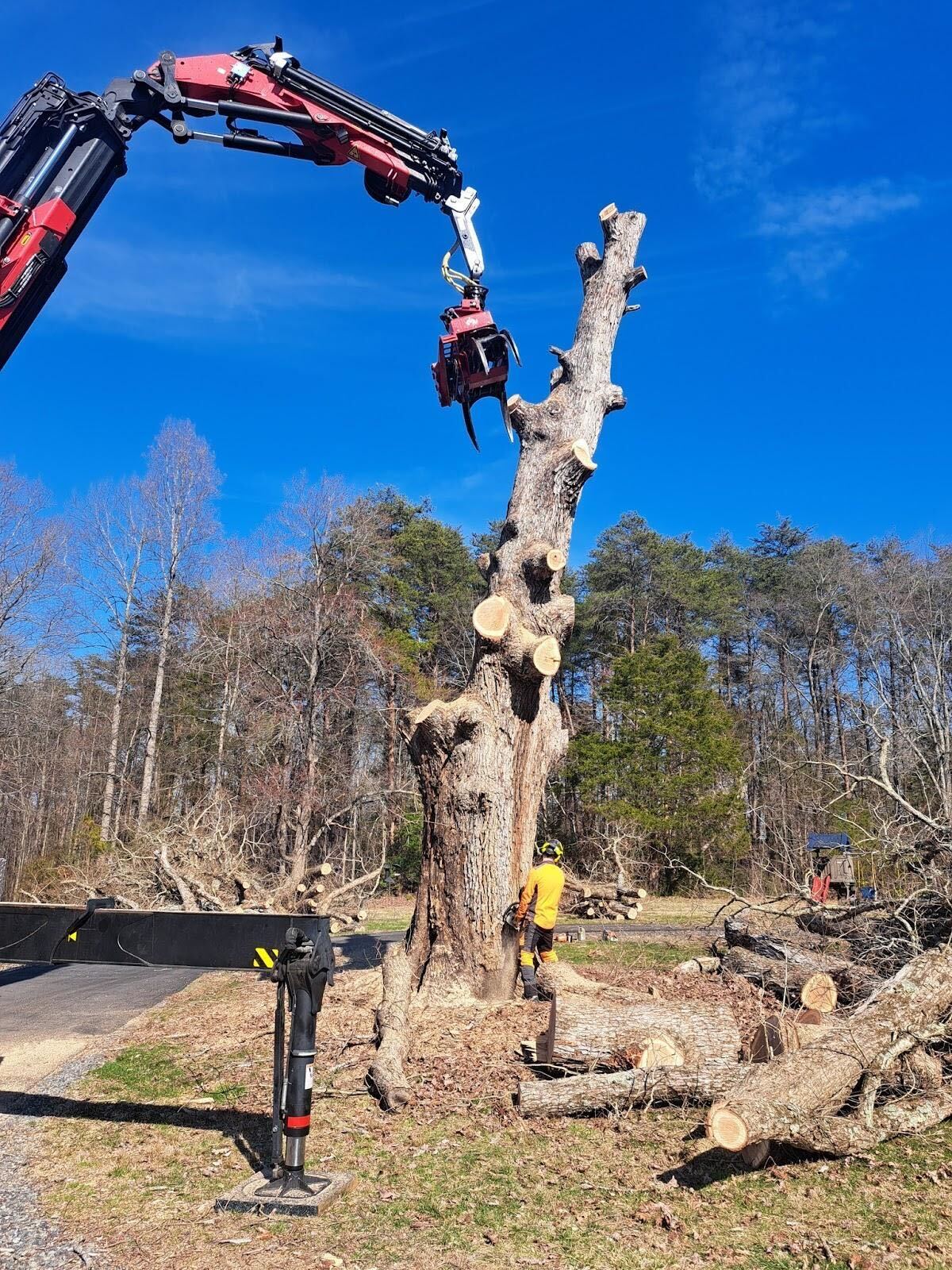 during decaying tree removal