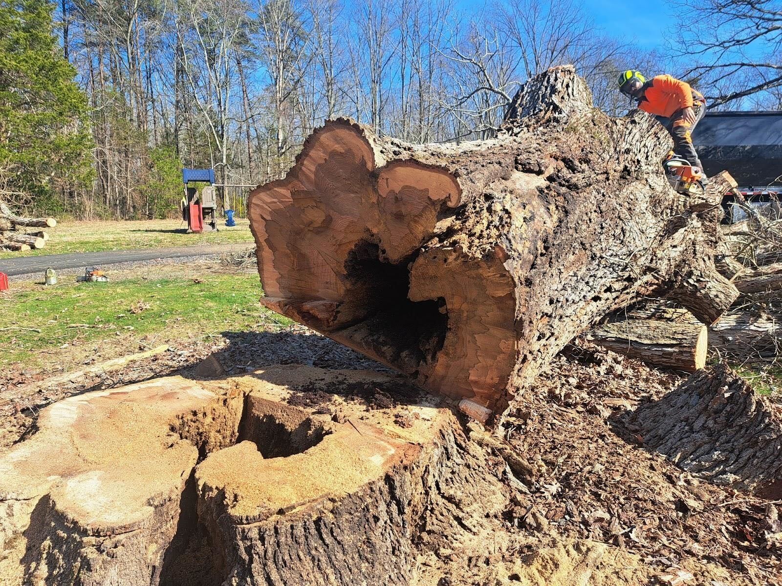 After decaying tree removal