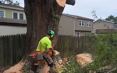 Case Study: Residential Tree Removal and Stump Grinding—Fredericksburg, VA