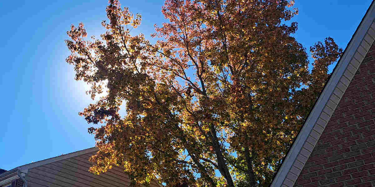 how to get rid of webworms in trees