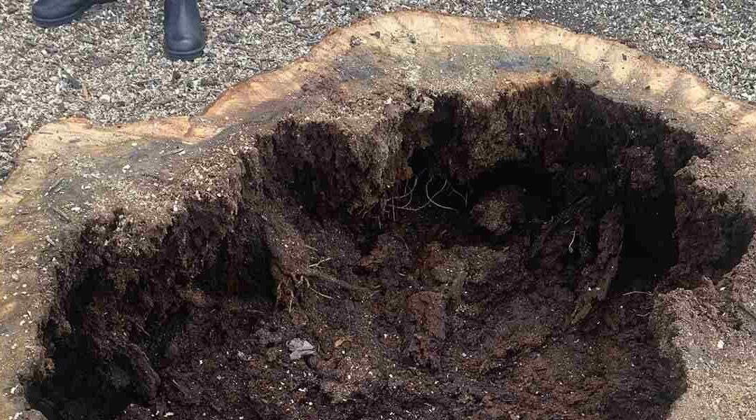 How To Tell if a Tree Is Rotten Inside in Fredericksburg, VA