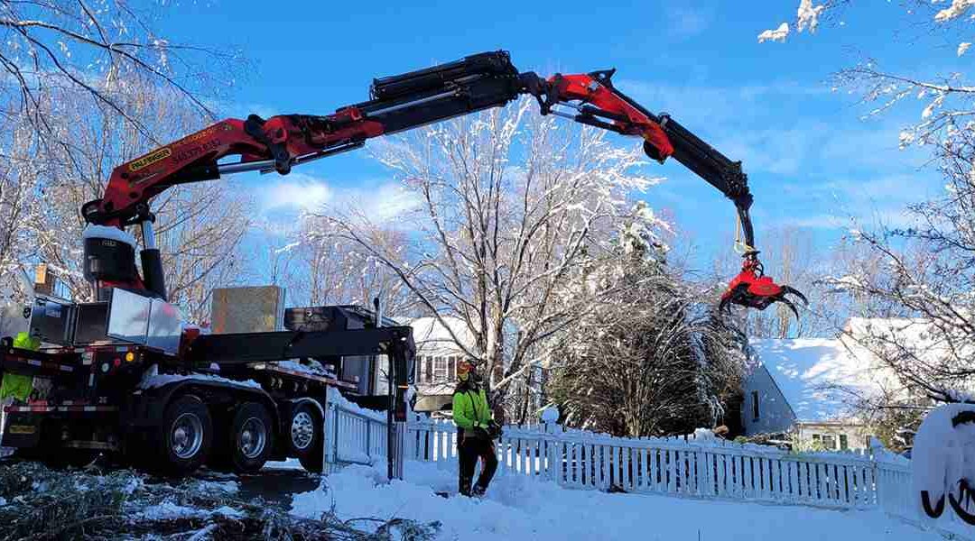 Pruning Trees in the Winter in Fredericksburg, VA: Is It a Good Idea?