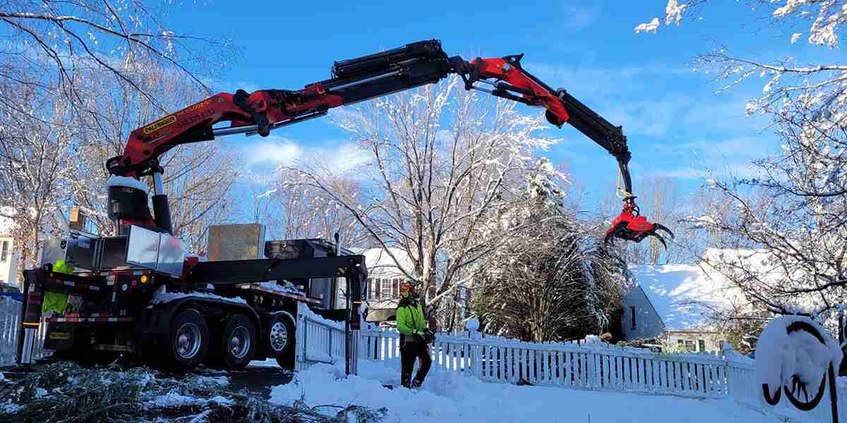 pruning trees in winter