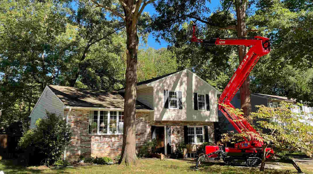 What To Do With a Tree Blocking Your Driveway in Fredericksburg, VA?