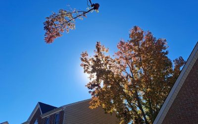 Sweetgum Tree Removal: A Case Study Following ArborPro in Fredericksburg, VA