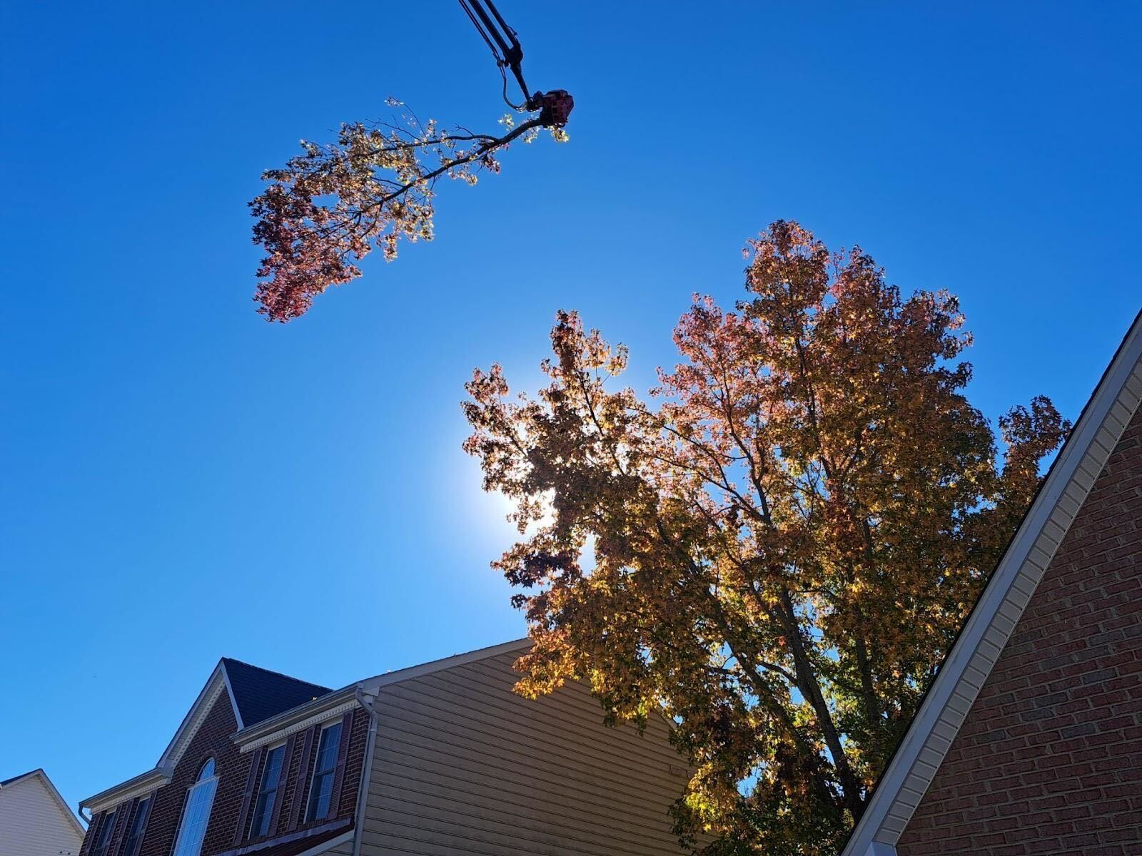 Sweet Gum Tree Removal in Fredericksburg VA