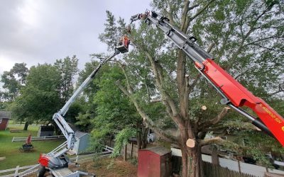 ArborPro’s Willow Oak Tree Removal in Fredericksburg: Transforming a Backyard