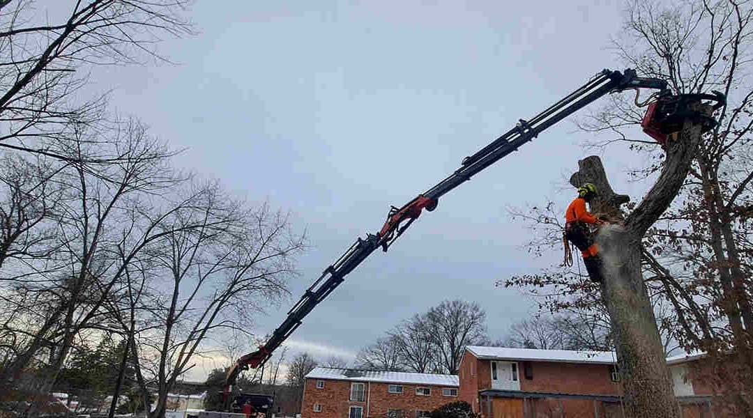 What Causes a Tree to Die in Fredericksburg, VA?