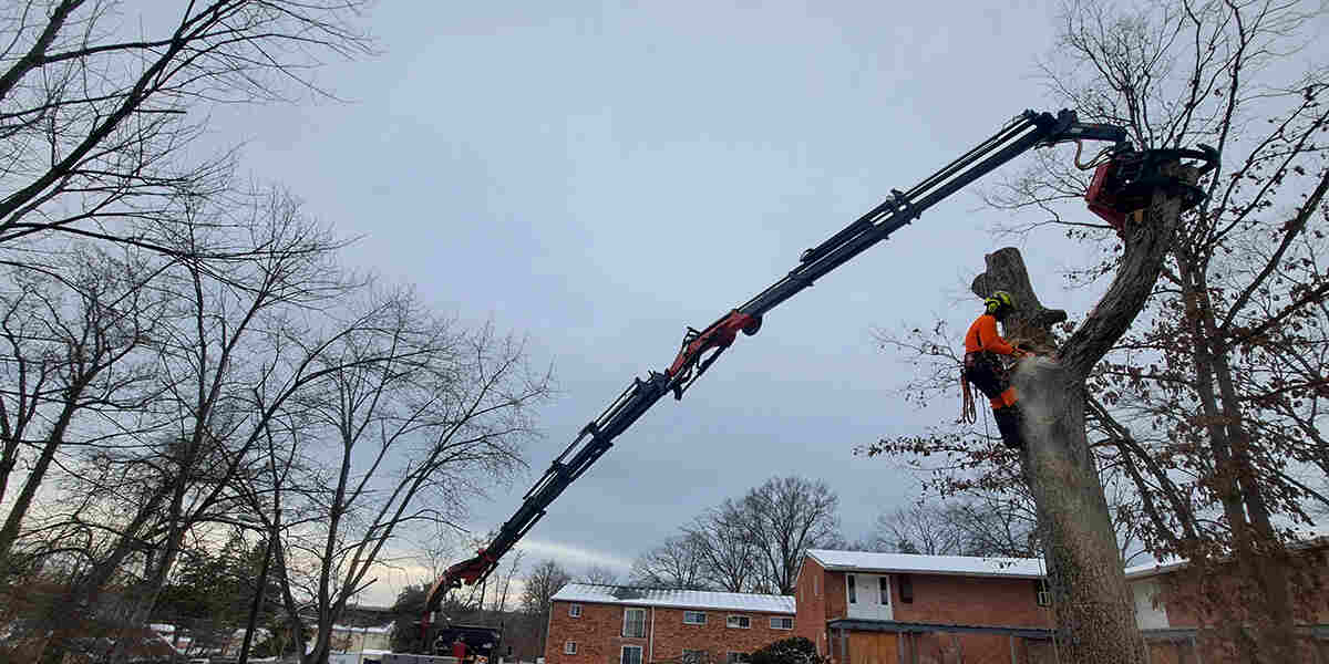 what causes a tree to die